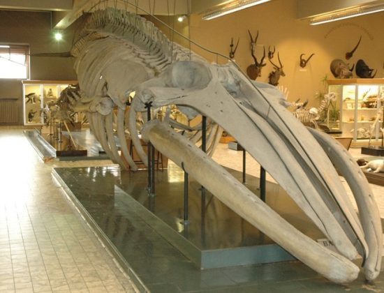 L’Aquarium-Muséum de Liège